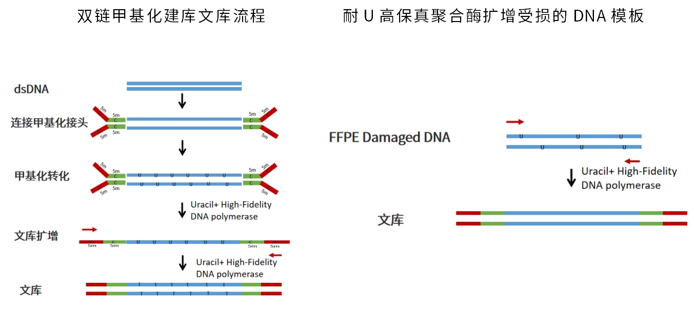 精品推荐 | 这款酶在多重PCR扩增体系里表现很好！
