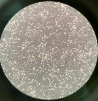 原代细胞计数的操作步骤