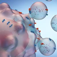 负载NF-κB p50 siRNA和miR-511-3p的巨噬细胞外泌体被IL4R结合肽IL4RPep-1修饰