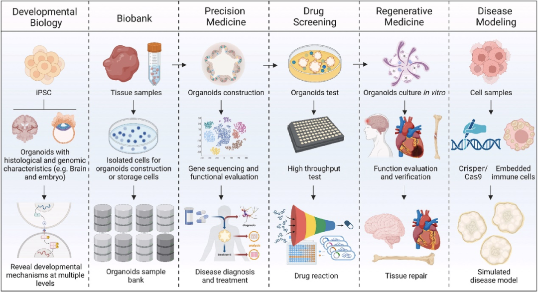 “C位出圈”，Cytek®全光谱流式技术助燃类器官研究热点