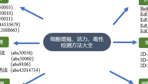 类器官/肿瘤球/细胞增殖、活力、毒性检测全攻略