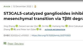IF=11.4丨利用斑马鱼等揭示神经节苷脂通过TβRI降解抑制TGF-β诱导的上皮-间充质转化