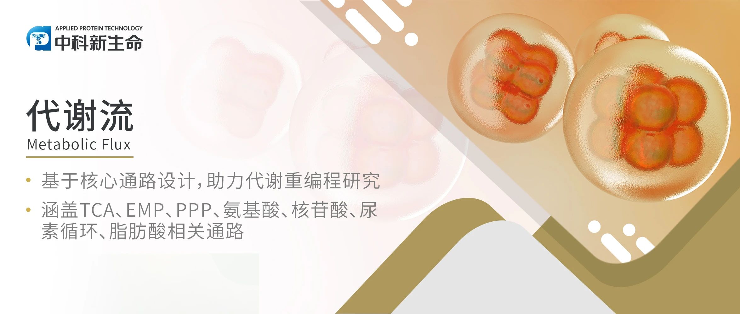 Cancer Cell | 不容错过的糖代谢高分文章！李贵登团队揭示甘露糖增强T细胞干性，增强抗肿瘤能力