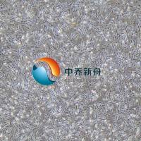 小鼠肝星状细胞-永生化