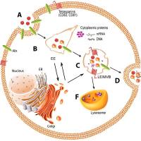 小鼠乳腺癌细胞来源的外泌体被N1ND-CP05修饰