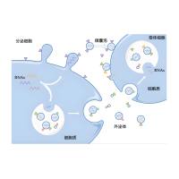 负载外源性siRNA的A549细胞外泌体被DPPC修饰
