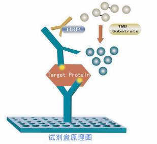 ELISA双抗体夹心法检测抗原优缺点及操作步骤