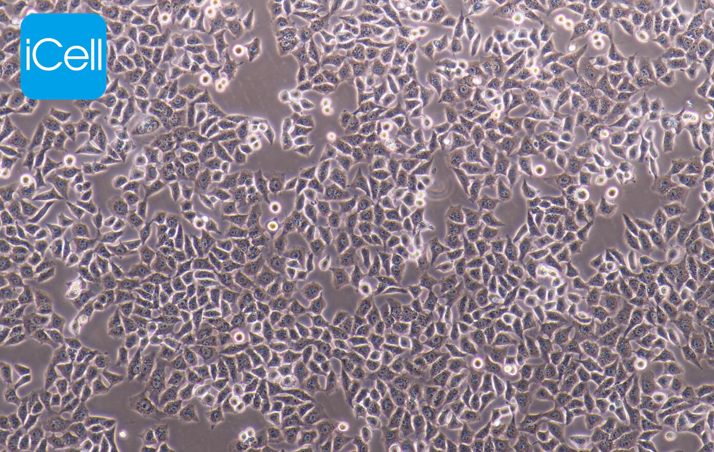 HCC-LM3 |HCC-LM3细胞|HCCLM3|HCCL