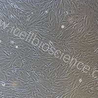 小鼠肌腱成纤维细胞|肌腱成纤维细胞|大鼠肌腱成纤维细胞|镜像绮点(Cellverse)