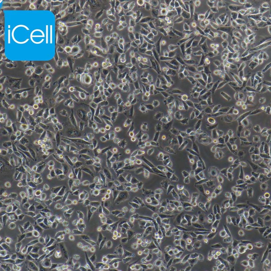 CHO|cho细胞|cho仓鼠卵巢细胞|免费送STR鉴定报告