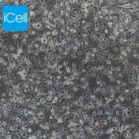 CHO|cho细胞|cho仓鼠卵巢细胞|免费送STR鉴定报告