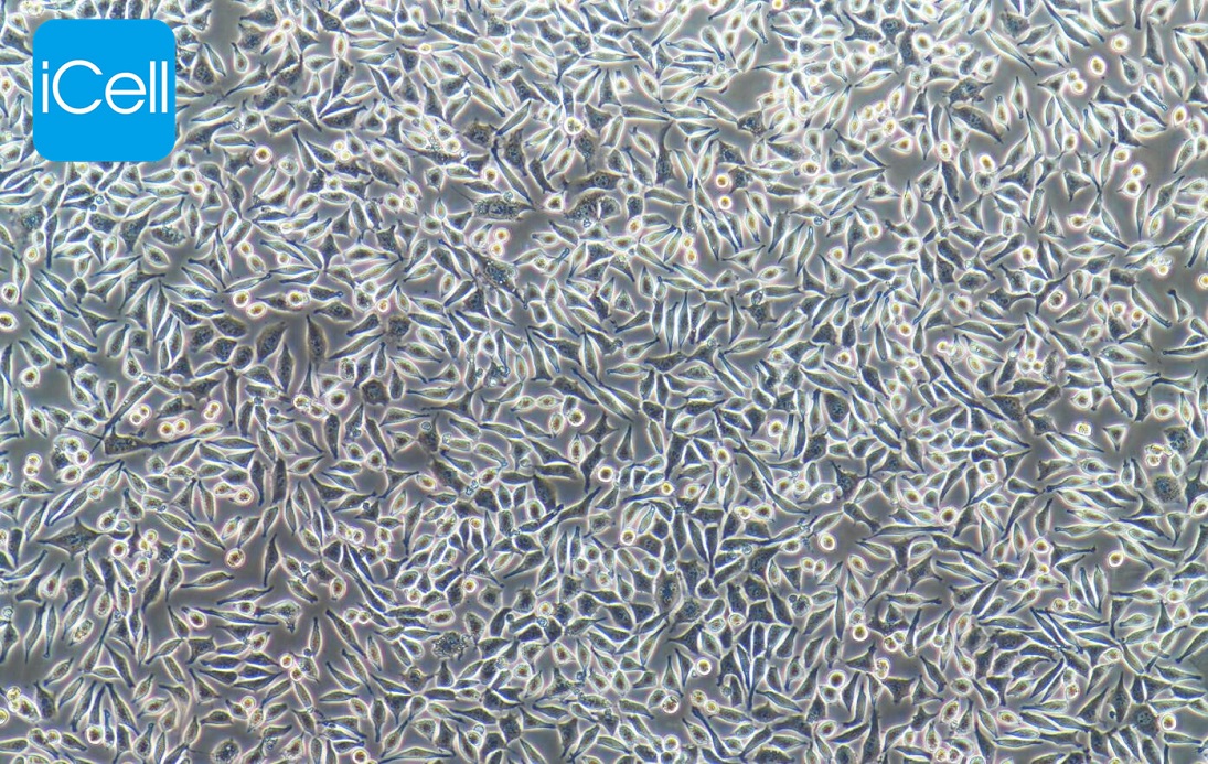 L929 | L-929细胞 | L-929 | L-929