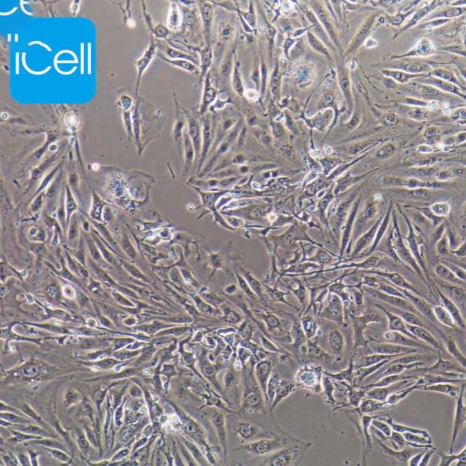 Bend.3、Bend.3细胞、Bend3、Bend3细胞、小鼠脑微血管内皮细胞株、STR鉴定