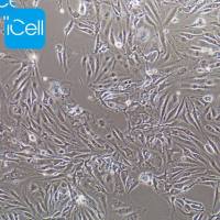 Bend.3、Bend.3细胞、Bend3、Bend3细胞、小鼠脑微血管内皮细胞株、STR鉴定