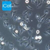 MDA-MB-231+luc | 人乳腺癌细胞荧光素酶标记+lu | MDA-MB-231细胞