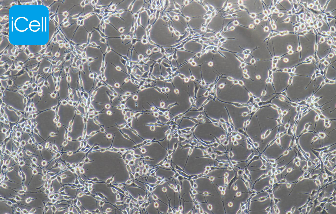 NIH/3T3 小鼠胚胎成纤维细胞|NIH/3T3|NIH/