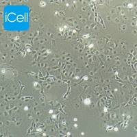 COS7 |COS7细胞|COS-7|COS-7细胞|COS7非洲绿猴肾细胞 SV40转化/镜像绮点(Cellverse)
