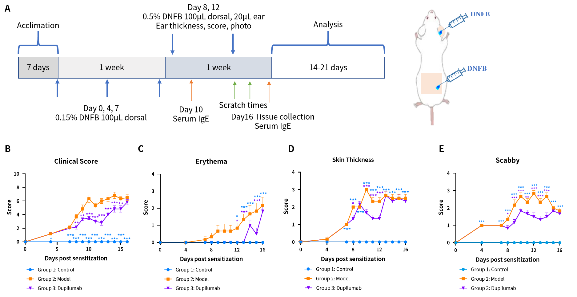 造模百科 | 特应性皮炎小鼠模型