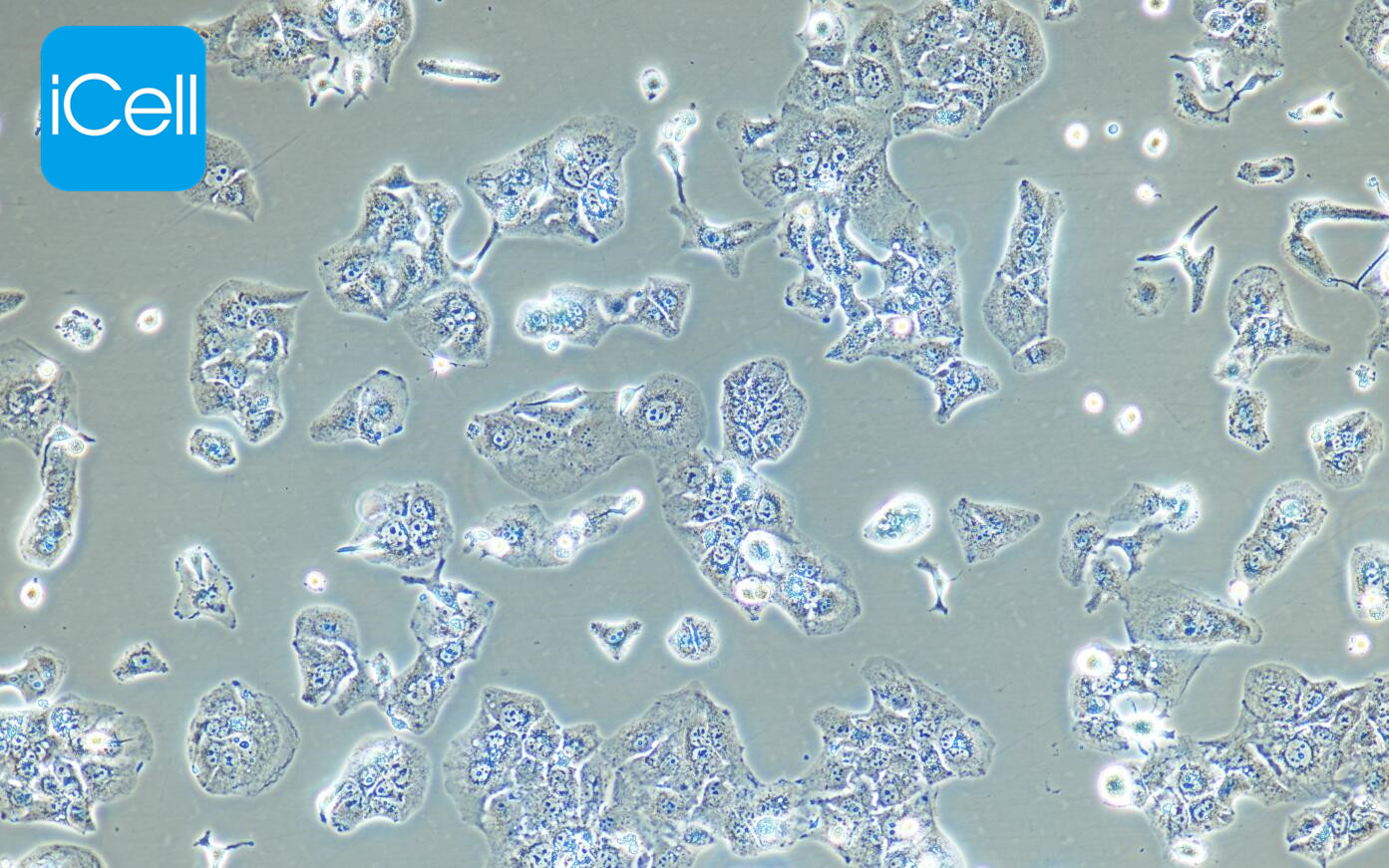 huh-7.5.1 人肝癌细胞|huh-7.5.1|huh7