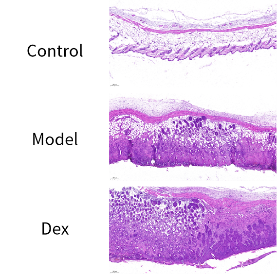 造模百科 | 特应性皮炎小鼠模型