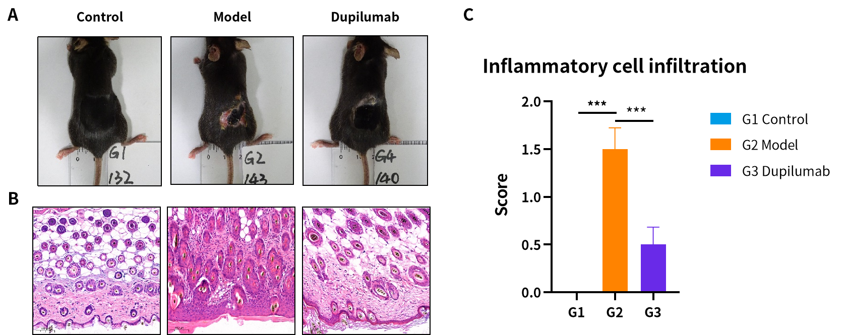 造模百科 | 特应性皮炎小鼠模型