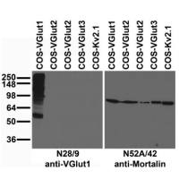 维百奥生物现货销售VGlut1