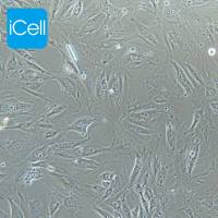 A7R5 | A7R5细胞 | A7R5大鼠胸大动脉平滑肌细胞 | 种属鉴定 | 镜像绮点（Cellverse）