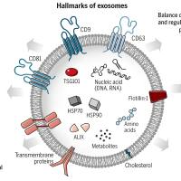 负载miRNA-126的乳腺癌细胞外泌体被整合素β4修饰