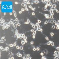 NIH/3T3 小鼠胚胎成纤维细胞|NIH/3T3|NIH/3T3细胞|NIH-3T3|NIH-