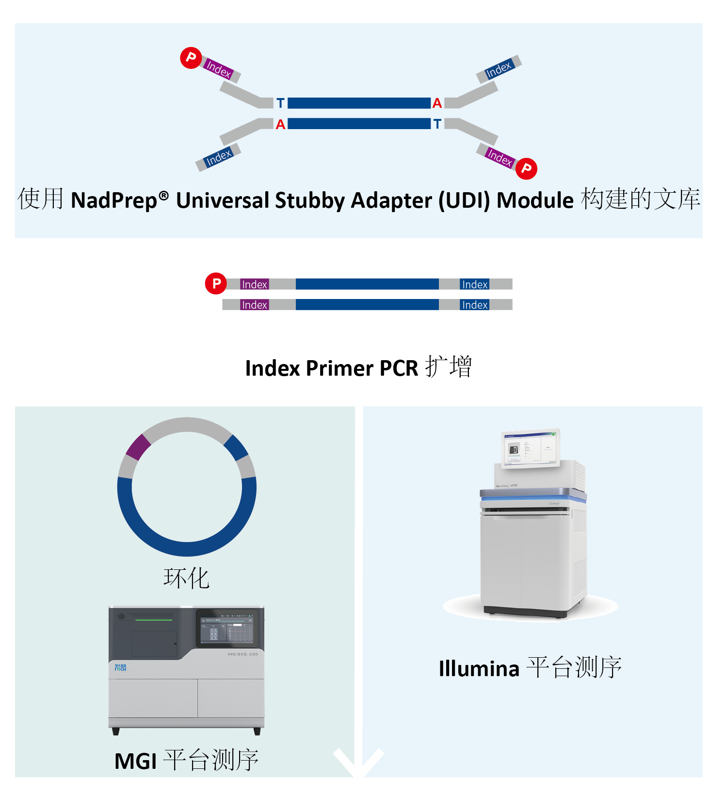 测序仪通量那么高，我的文库分不开了怎么办？纳昂达：768 种够不够？