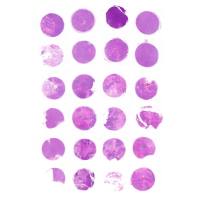 组织芯片扫描(明场)