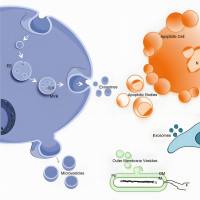 间充质干细胞外泌体包封microRNA
