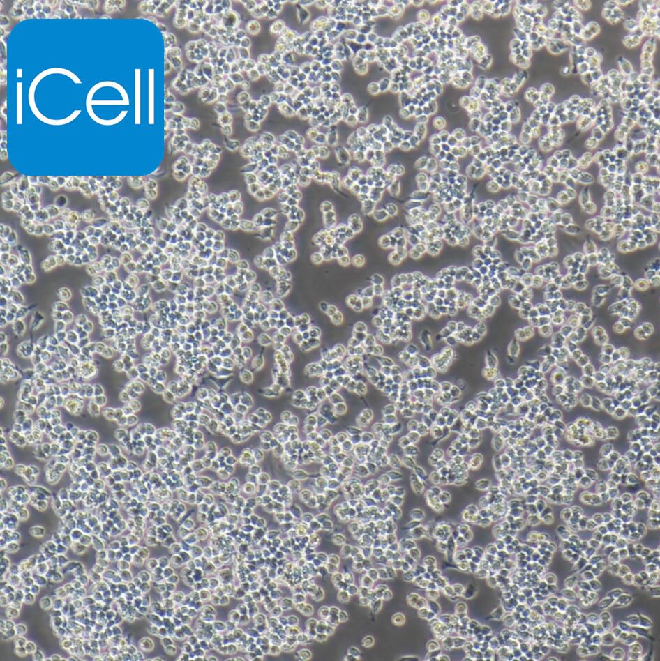 RAW 264.7 |RAW264.7|RAW 264.7细胞|RAW264.7细胞|RAW264.7小鼠单核巨噬细胞白血病细胞/raw264.7细胞/种属鉴定