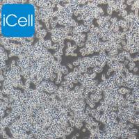 RAW 264.7 |RAW264.7|RAW 264.7细胞|RAW264.7细胞|RAW264.7小鼠单核巨噬细胞白血病细胞/raw264.7细胞/种属鉴定