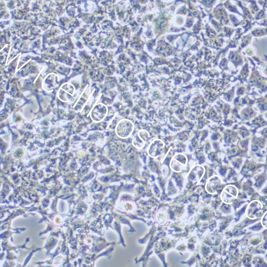 AAV-293 |AAV-293细胞|AAV293|AAV293细胞|AAV-293人胚肾细胞/STR鉴定/支原体检测