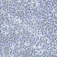 AAV-293 |AAV-293细胞|AAV293|AAV293细胞|AAV-293人胚肾细胞/STR鉴定/支原体检测