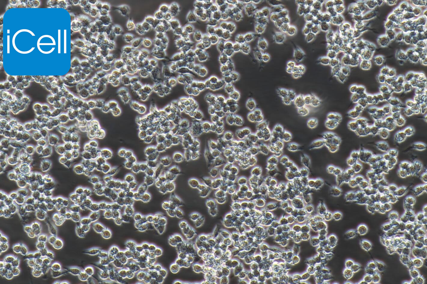 RAW 264.7 |RAW264.7|RAW 264.7细