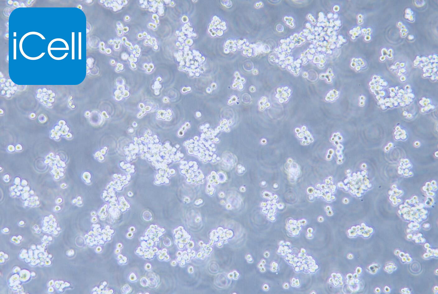 CHO-K1 |CHO-K1细胞|CHOK1|CHOK1细胞