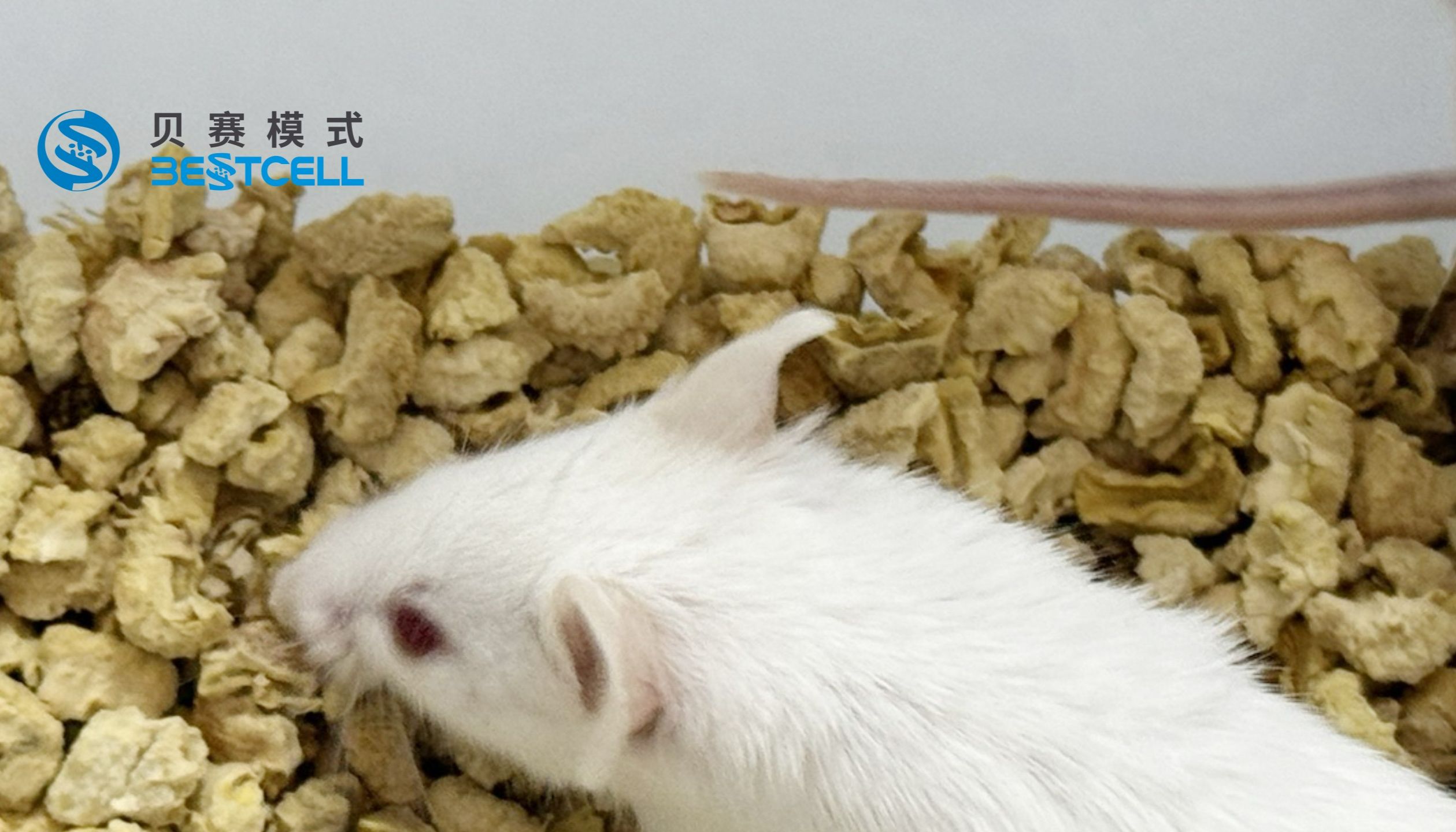 动物模型 | 急性痛风关节炎小鼠模型