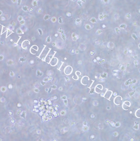 MEC-1 |MEC-1细胞|MEC1|MEC1细胞|MEC-1人慢性B细胞白血病细胞/STR鉴定/镜像绮点（Cellverse）