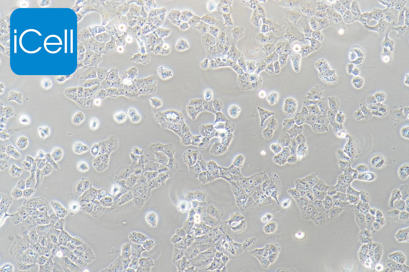 Mcf-7/adr |Mcf-7/adr细胞|Mcf-7-a