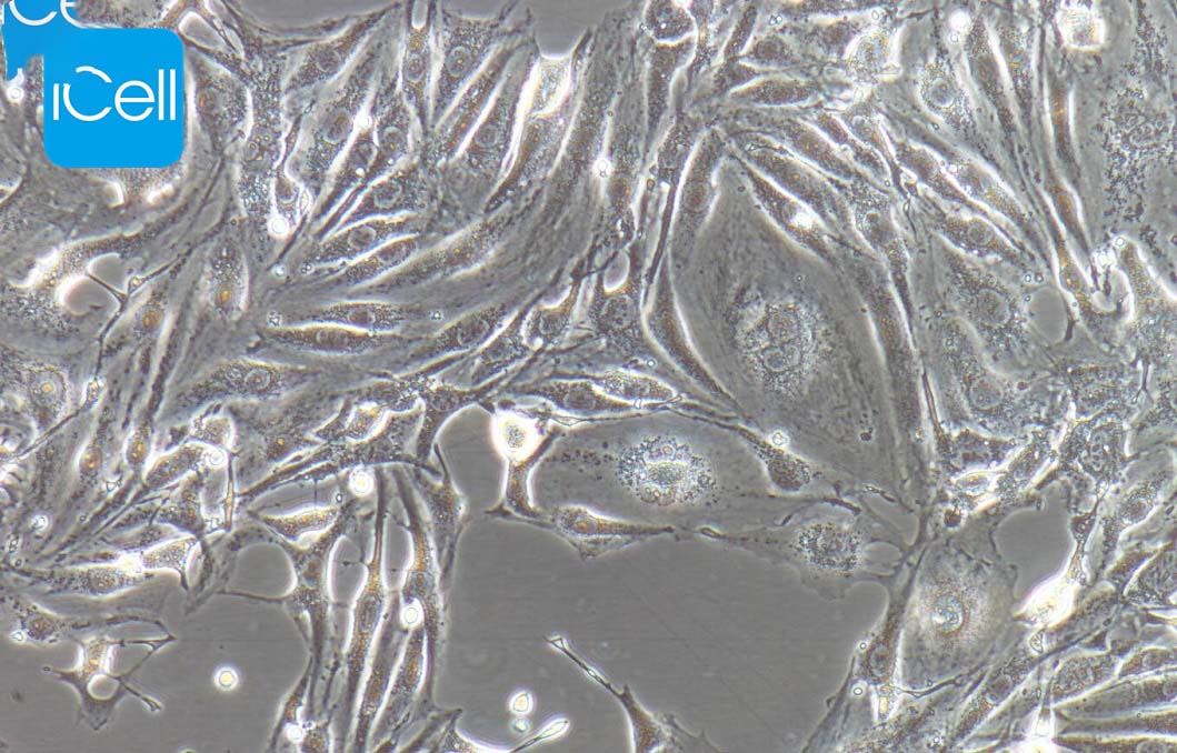 Bend.3、Bend.3细胞、Bend3、Bend3细胞、