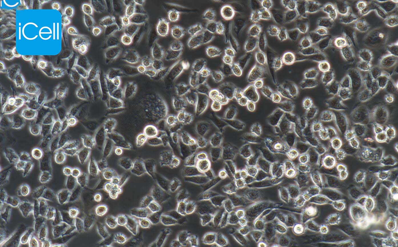 CHO|cho细胞|cho仓鼠卵巢细胞|免费送STR鉴定报告