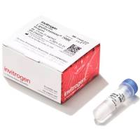 维百奥现货销售脂质体2000/Lipofectamine™ 2000 转染试剂