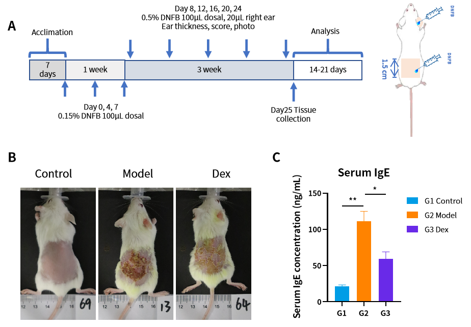 造模百科 | 特应性皮炎小鼠模型