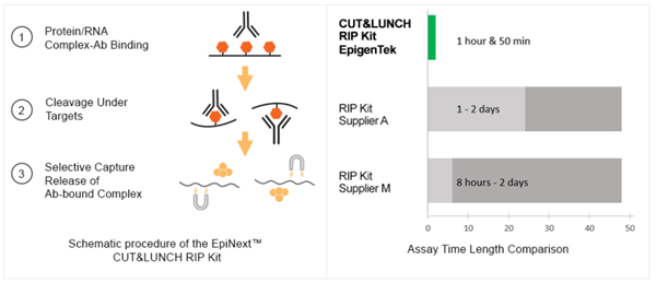 EpiNext CUT&amp;LUNCH RIP试剂盒极速三步曲，不要错过~