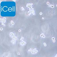 CHO-K1 |CHO-K1细胞|CHOK1|CHOK1细胞|CHO-K1中国仓鼠卵巢细胞K1