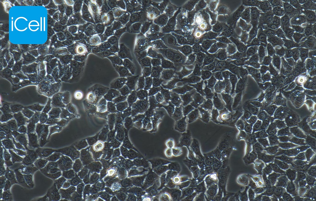 HT29  人结肠癌细胞|HT-29|HT-29细胞|HT2