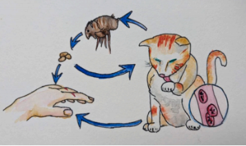 巴尔通体所致的猫抓病有什么症状？