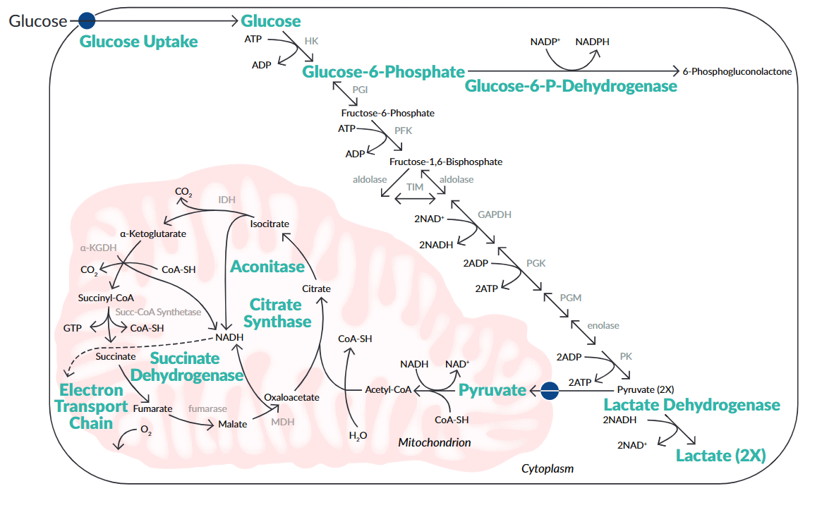 Cayman Chemical｜葡萄糖代谢研究产品一览